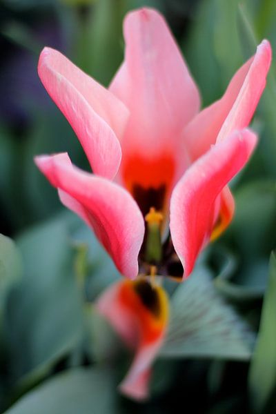 Tulipe de rose par Marianna Pobedimova