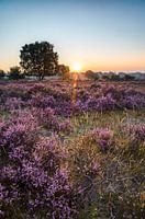 Die Hilversumer Heide bei Sonnenaufgang