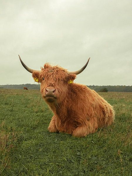 Schottischer Hochlandgut Huis ter Heide von Freddie de Roeck