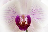 Pink and white orchid