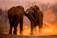 Afrikanischer Elefant, Loxodonta africana