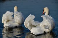 Set de cygne