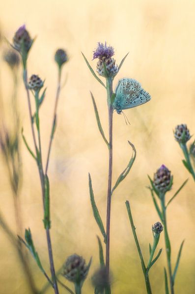 Butterfly worlds of little blue by Jürgen Schmittdiel Photography