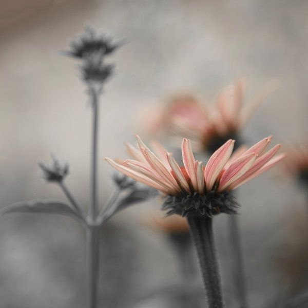 Sonnenhut im Garten von anne droogsma