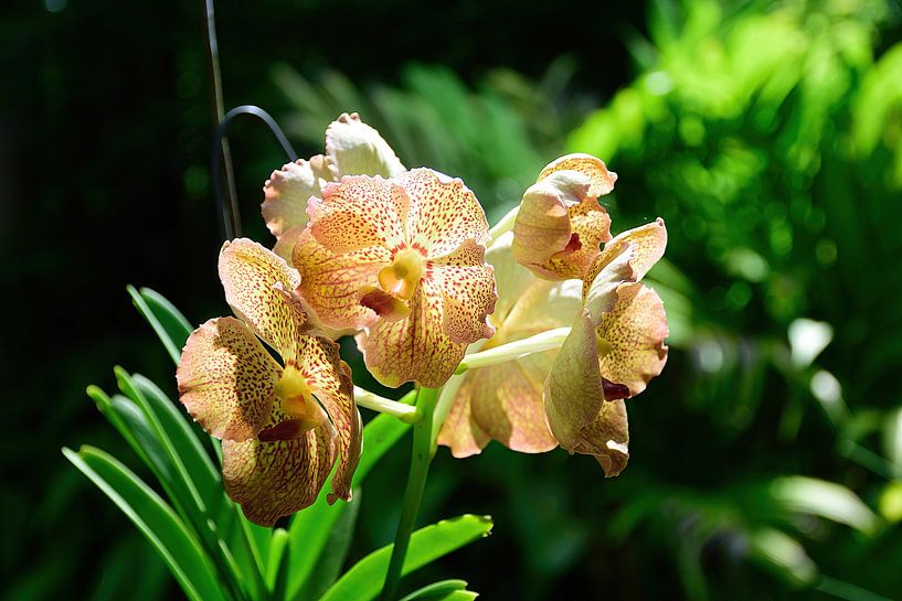 Tolle Orchideen von Frank's Awesome Travels