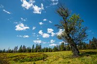 Jährlingsschachten im Bayerischen Wald