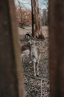 Chevreuil dans les bois