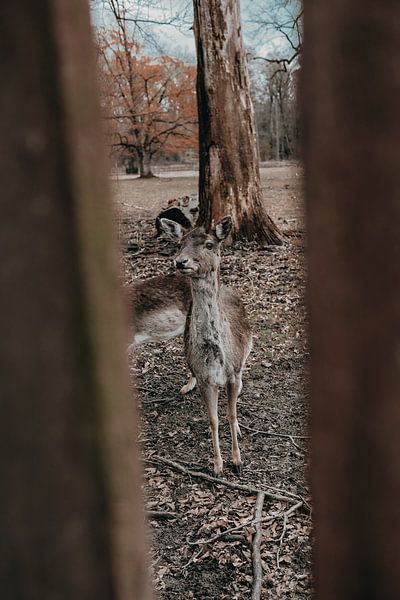 Hirsche im Wald von Werner Lantinga