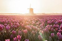 Sunrise in Schermerhorn