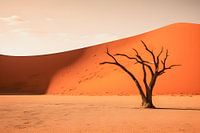 Einsamer Baum in Sossusvlei Namibia