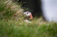 Puffin hiding behind grass in Iceland