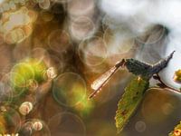 Damselfly on a summer day, just short of golden hour but you can already see the warm colours increasing but