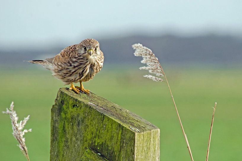 Turmfalke auf einem Pfahl im Polder von Petra Vastenburg