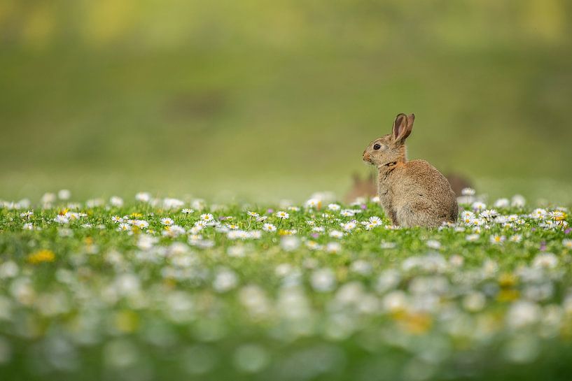 Wild rabbits in flower field by Elles Rijsdijk