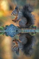 Eichhörnchen mit Spiegelbild
