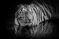 Un tigre de Sibérie dans l'eau