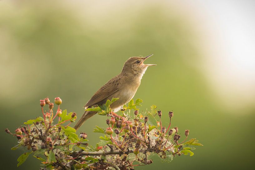 Het Lied by Sander Meertins