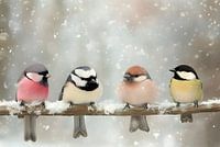 Quatre oiseaux des neiges