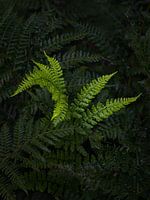 Kunst mit Farnen - Intime Landschaft