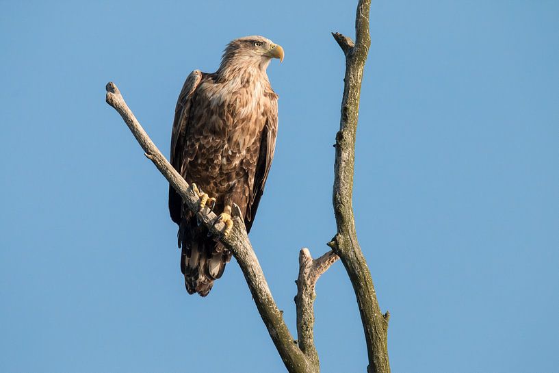 White Tailed Eagle by Gert Hilbink