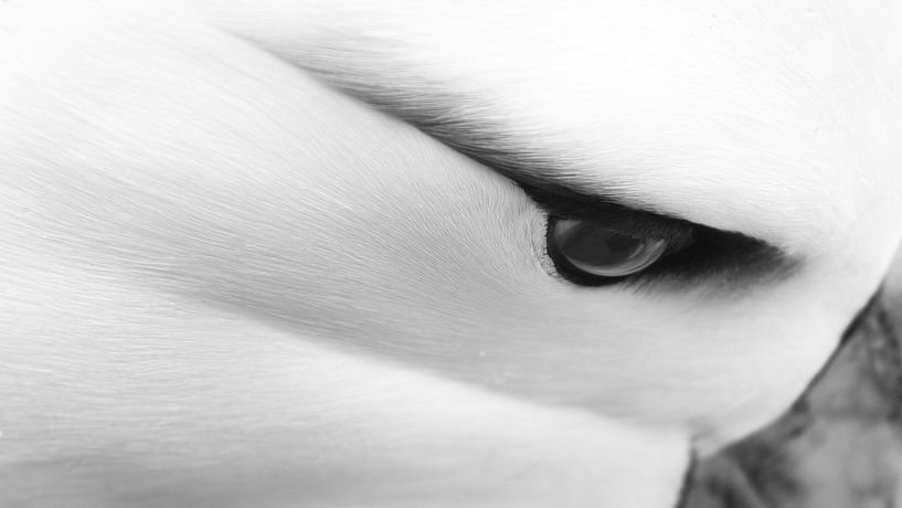 Gefiederter Fokus von Koen Hoekemeijer