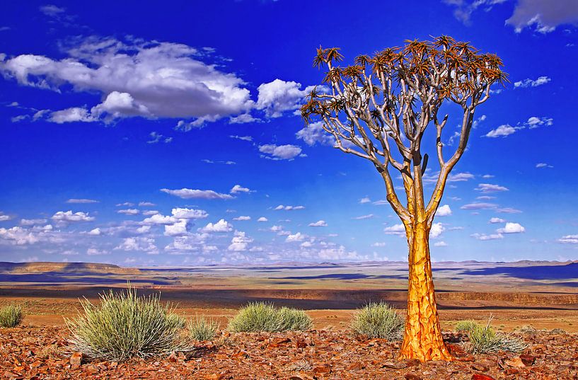 Arbre à carquois en Namibie par WiWo
