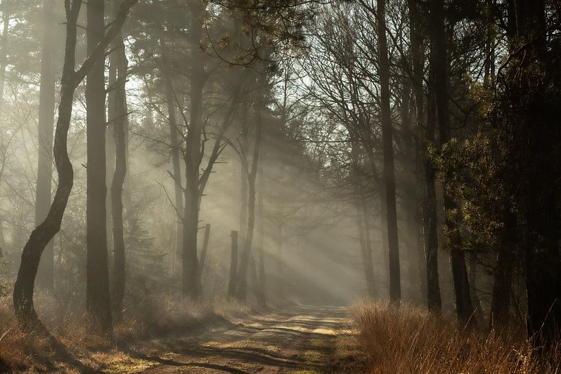 mistique par Rob Willemsen photography