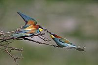 mannetje Bijeneter voert een vrouwtje een bij