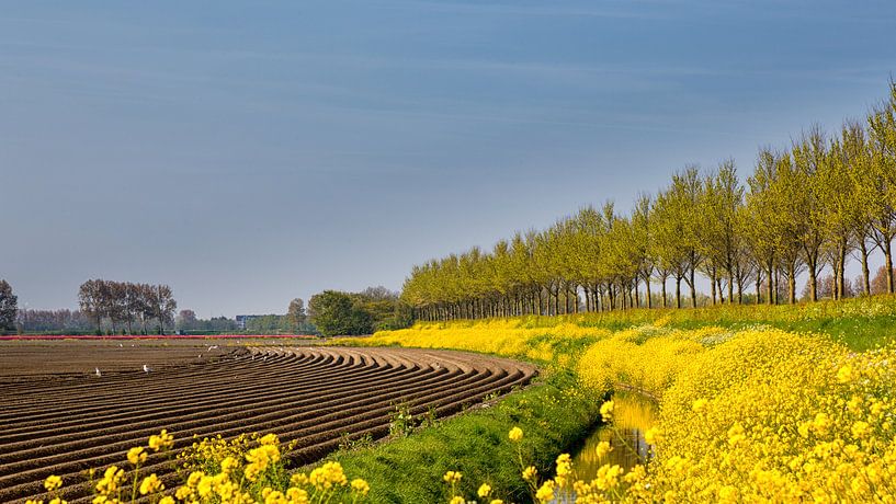 Rapeseed on the verge, and fresh potato field  by Bram van Broekhoven
