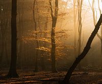 Ende des Herbstes im Speulderbos