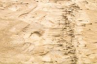 Topographies de sable