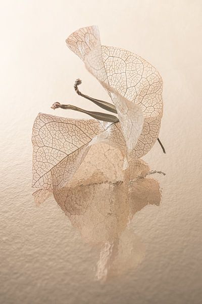 Couleurs chaudes : Feuilles de bougainvilliers avec graines par Marjolijn van den Berg