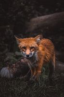 Rotfuchs im dichten Unterholz im deutschen Wald