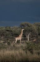 Giraffe mit bedrohlichem Himmel im Hintergrund
