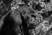 Gorille à dos argenté, Ouganda, noir et blanc