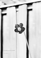 KLAVERTJEVIER IN BLOEI (ALEXX FAASSE, 2016)