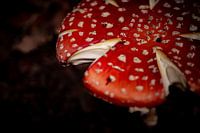 Großer Pilz rot mit weißen Punkten