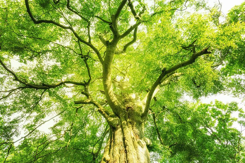 Gigantische Baumkrone von Oliver Henze