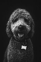 Irisches Doodle-Portrait in Schwarz und Weiß