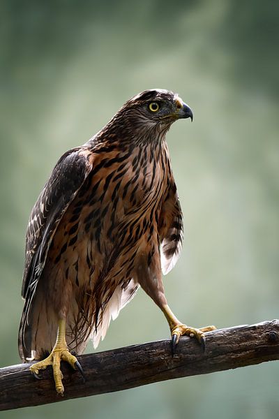 Es ist ein regnerischer Tag von Sandra Raangs