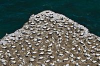 Colonie de fous de Bassan sur une falaise de Nouvelle-Zélande