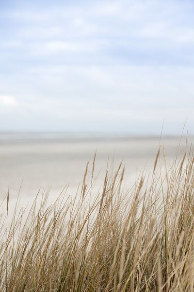 Sea, blue sky, dunes, grass stalks on Schiermonnikoog | nature fine art photo by Karijn | Fine art Natuur en Reis Fotografie