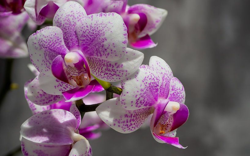 Roze orchidee van Stijn Cleynhens
