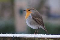 Roodborstje in de sneeuw