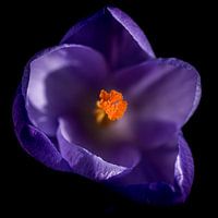 Lila Krokus in Blüte