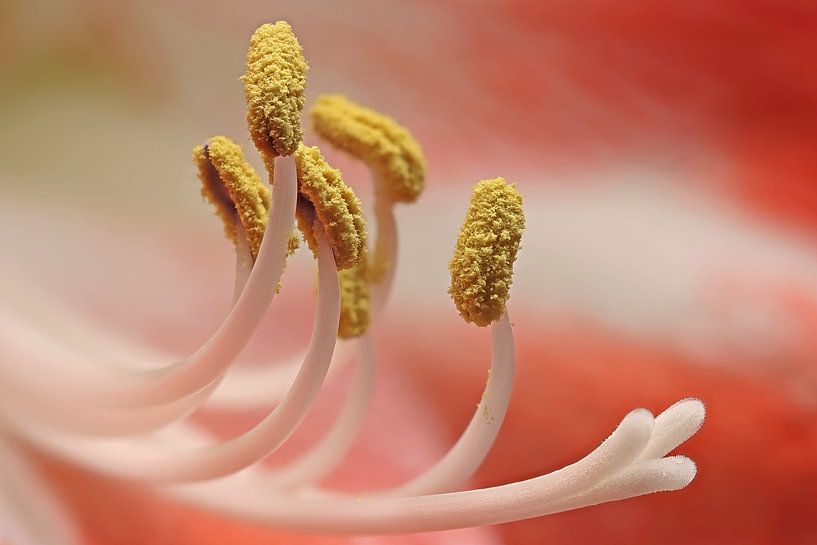 Stamens of an amaryllis by Jürgen Hust
