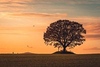 Drachensteigen an der Friedenseiche bei Hombressen