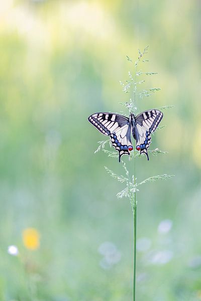 Was für eine Schönheit! von Larissa Rand