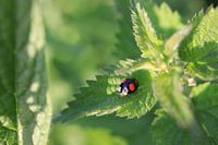 Ladybird on green leaf