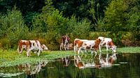 Vaches rouges et blanches assoiffées